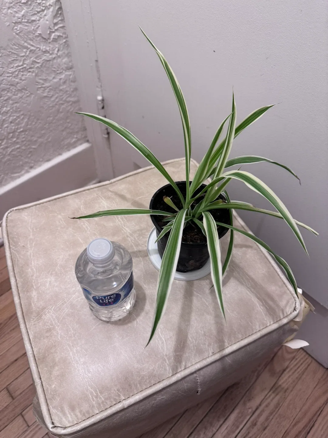 Spider Plant image indicator(7)