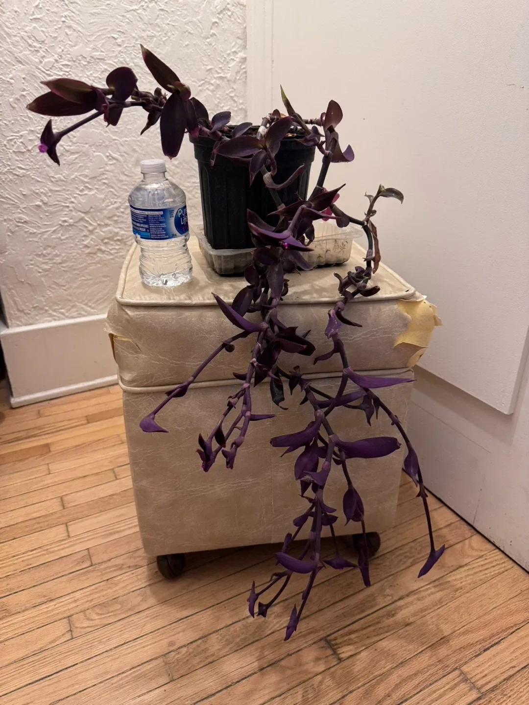 Selling a lovely Purple Heart plant image indicator(2)