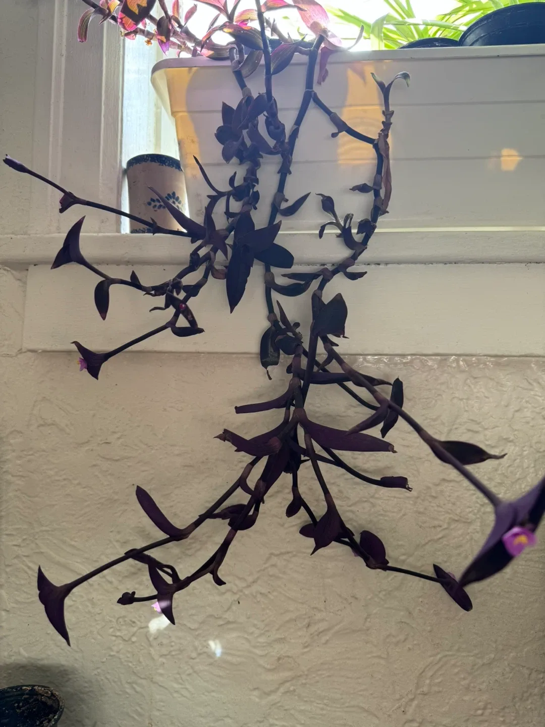 Selling a lovely Purple Heart plant image indicator(5)