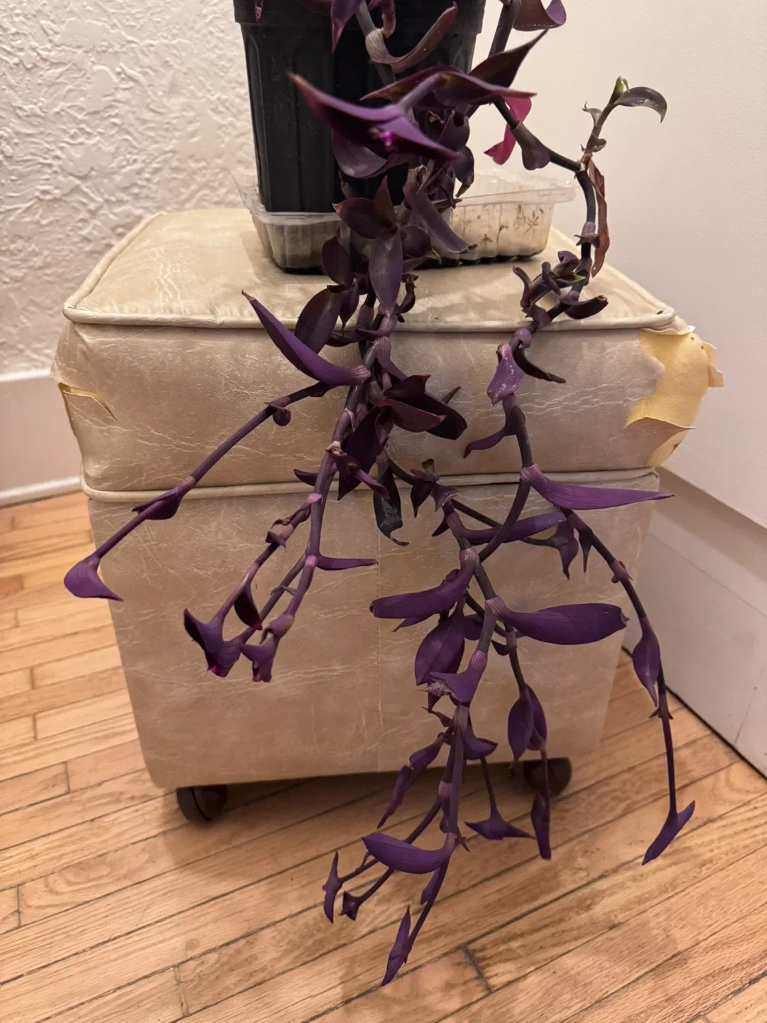 Selling a lovely Purple Heart plant image indicator(3)