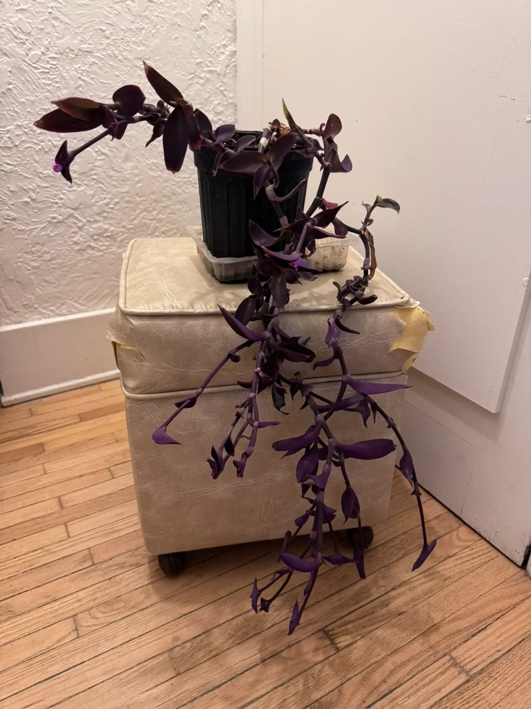 Selling a lovely Purple Heart plant image indicator(4)