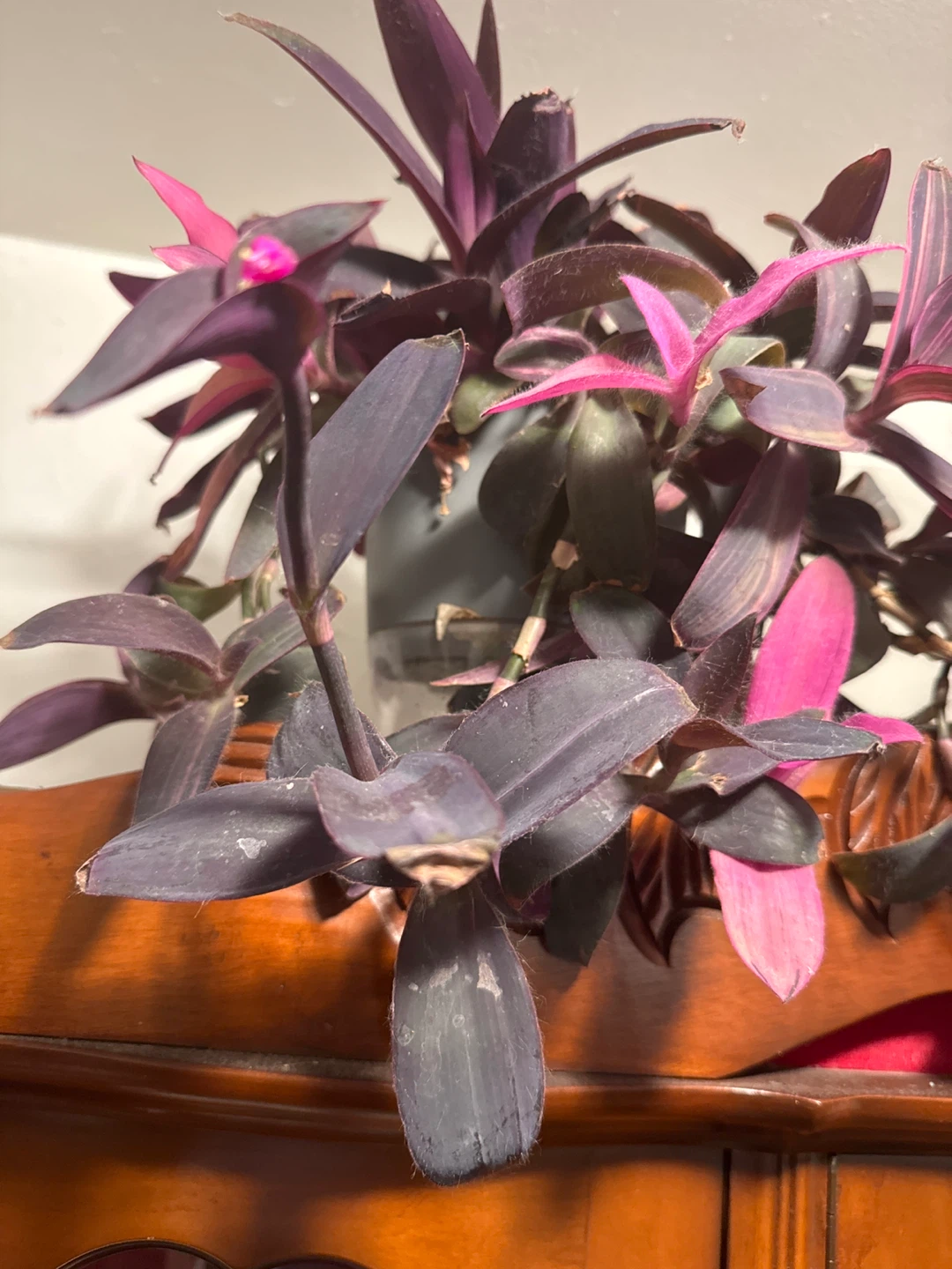 Wandering Jew Plant - photo 2