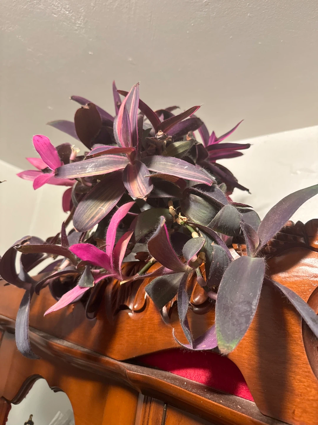 Wandering Jew Plant