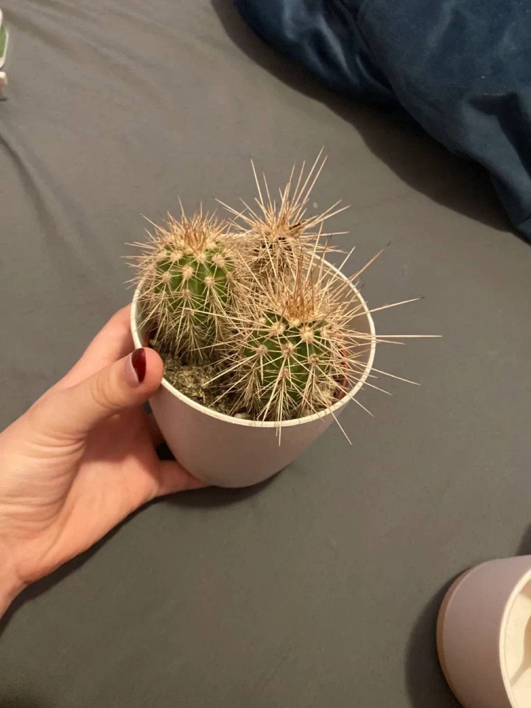 Potted Cactus image indicator(2)