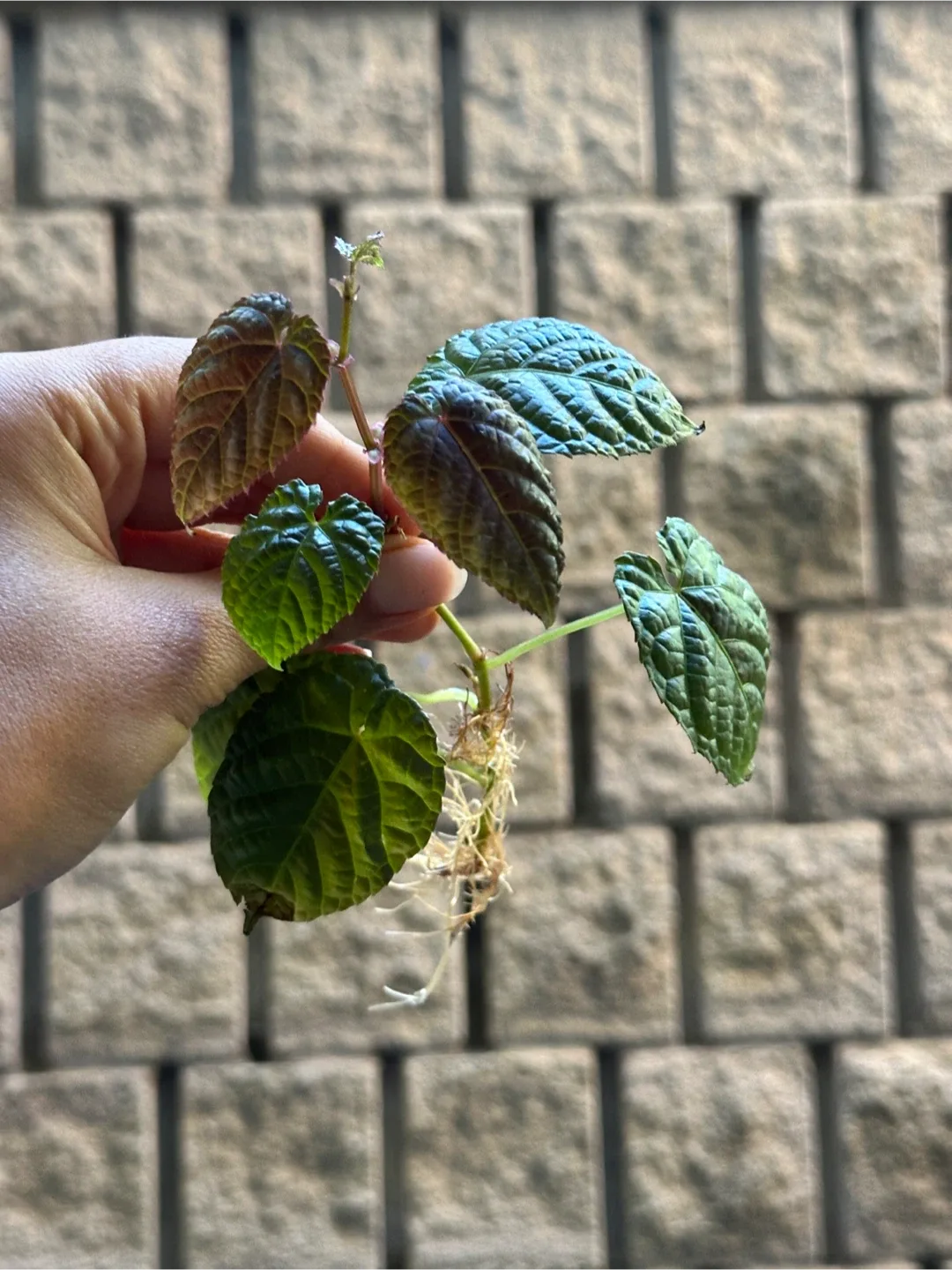 Rooted Cissus Discolor Begonia Cutting thumbnail