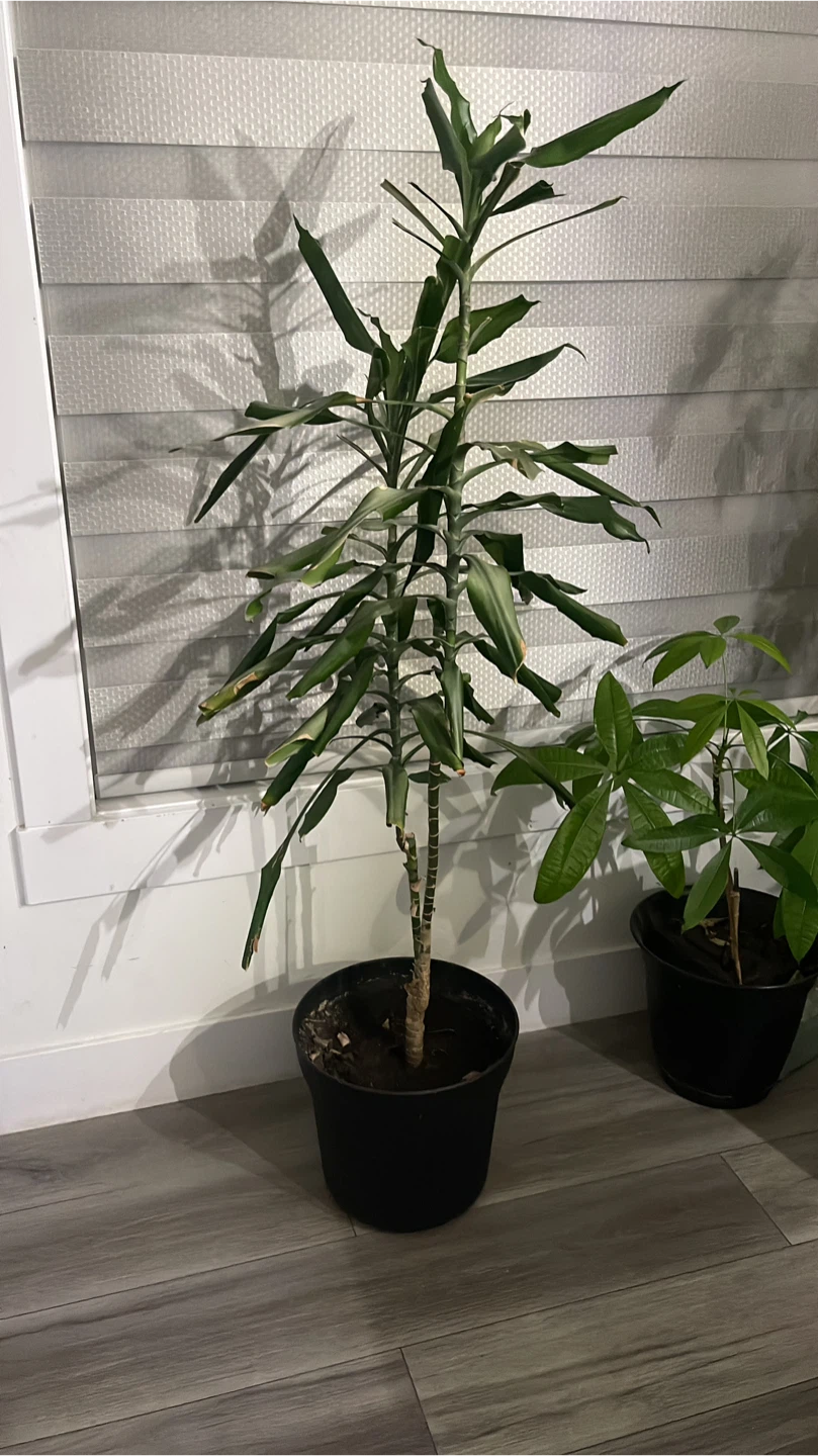 Potted Dracaena Plant