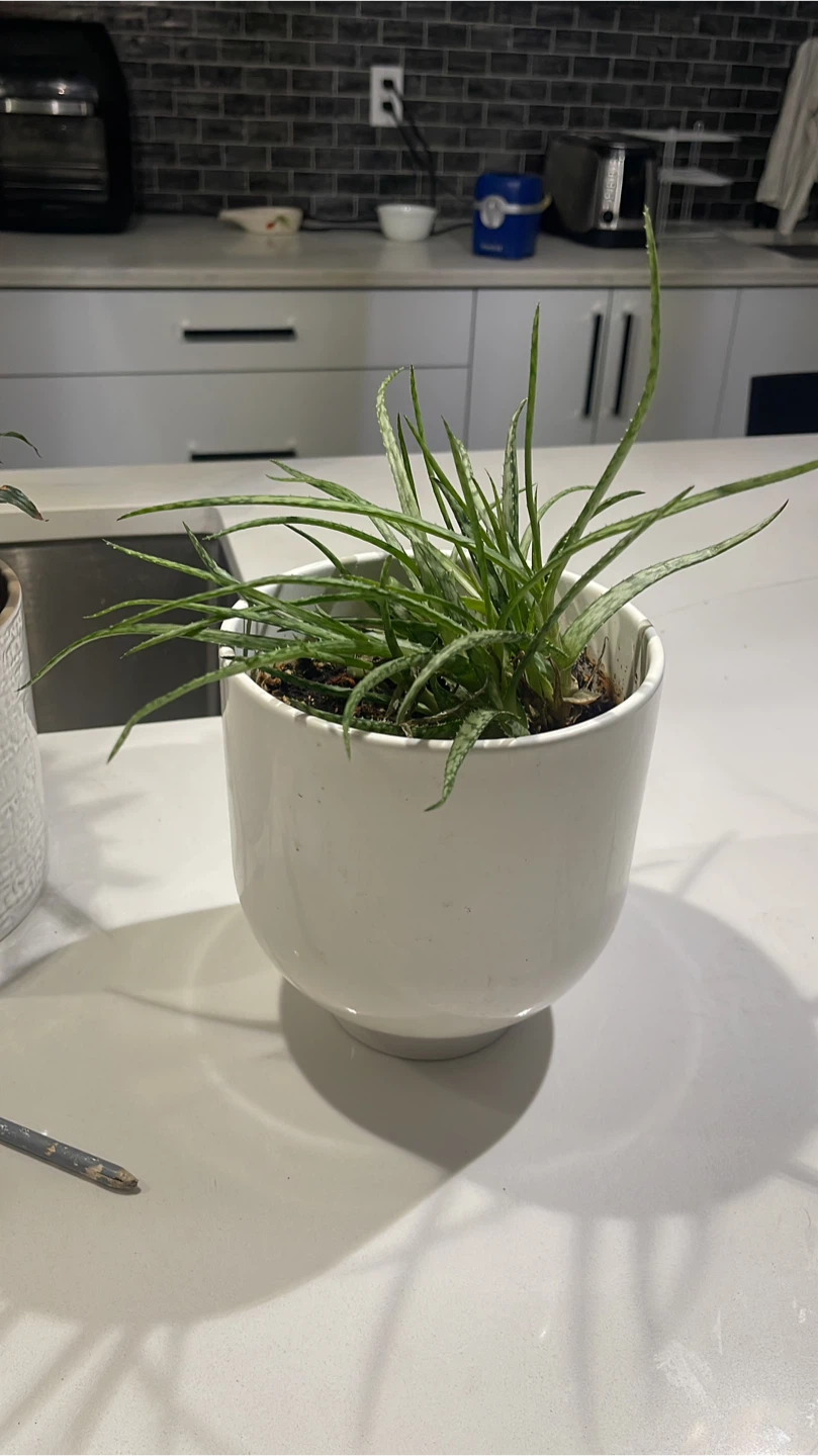 Potted Snake Plant