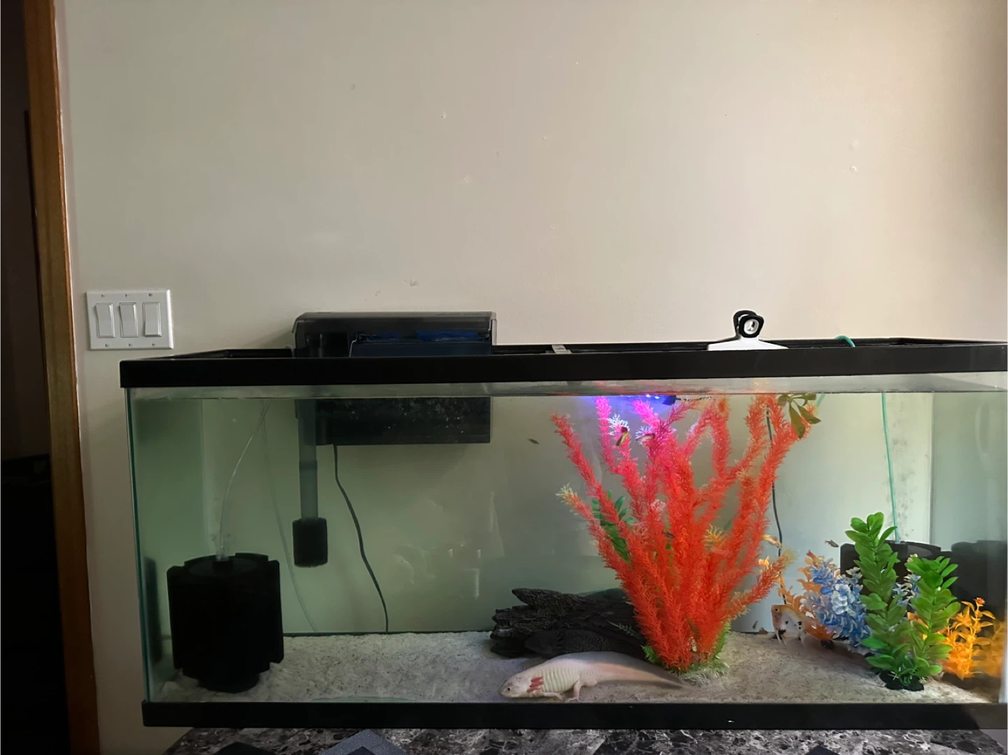 Fish tank 55 gallon