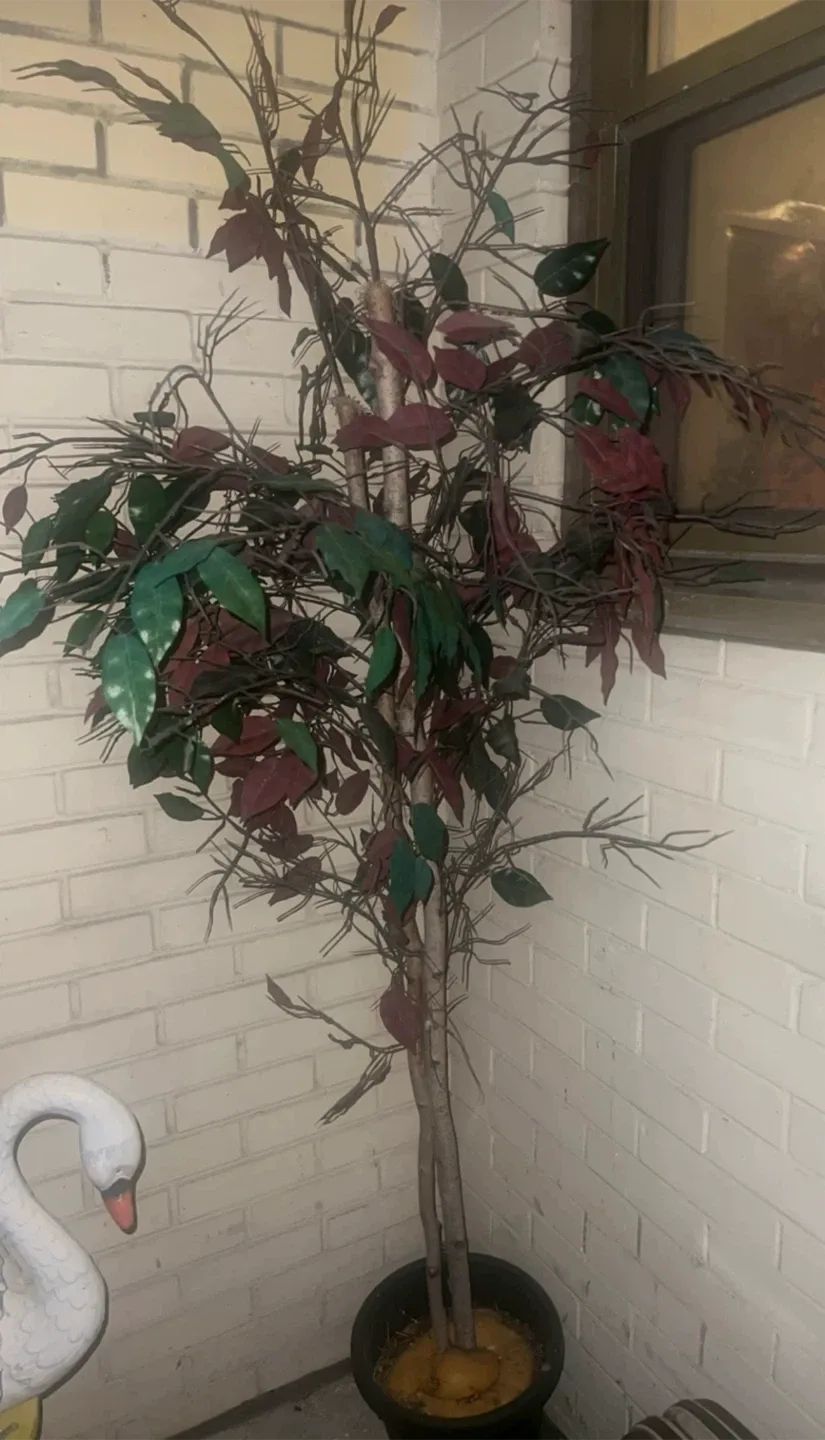 Artificial Ficus Trees thumbnail