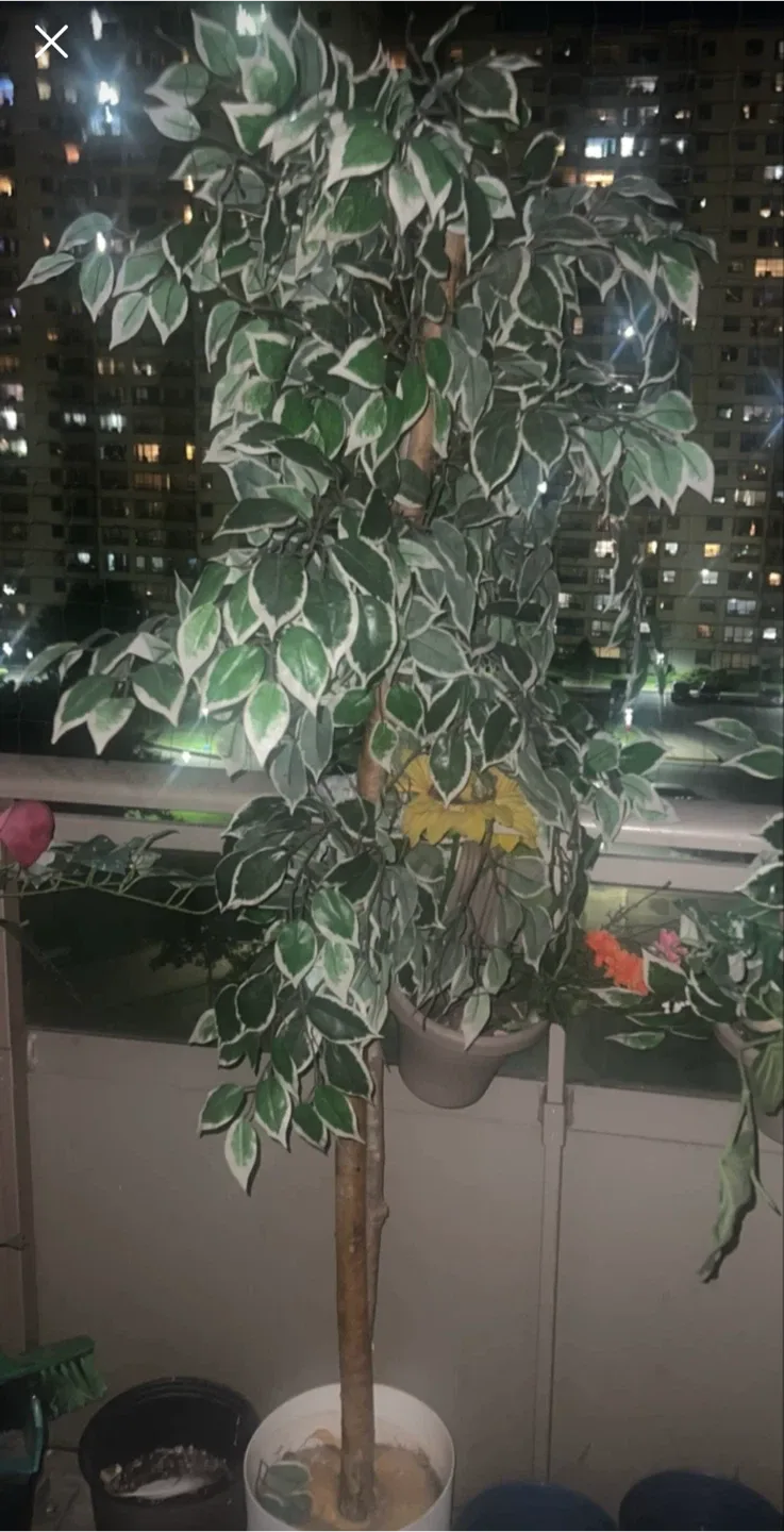 Artificial Ficus Trees image indicator(2)