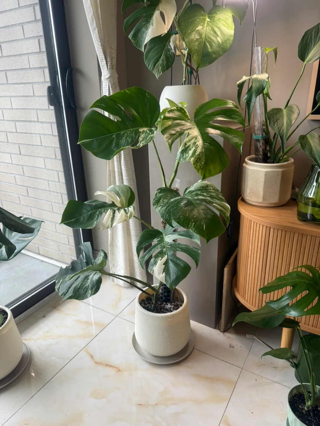 Variegated Monstera Albo Plant thumbnail
