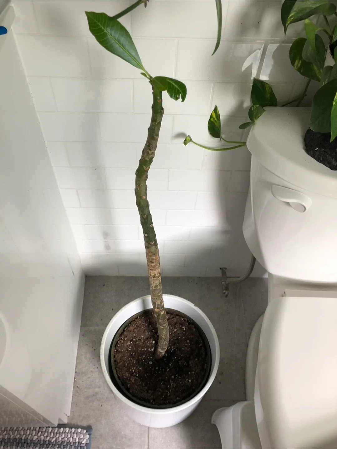 Potted Houseplants image indicator(3)