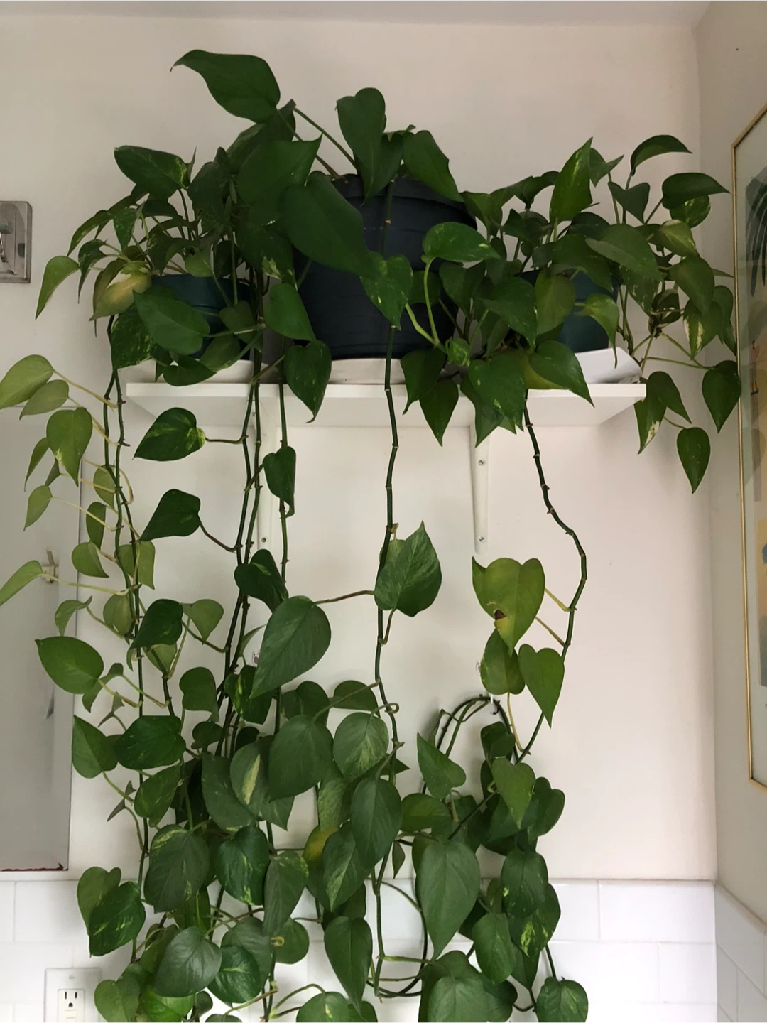 Potted Houseplants - photo 2