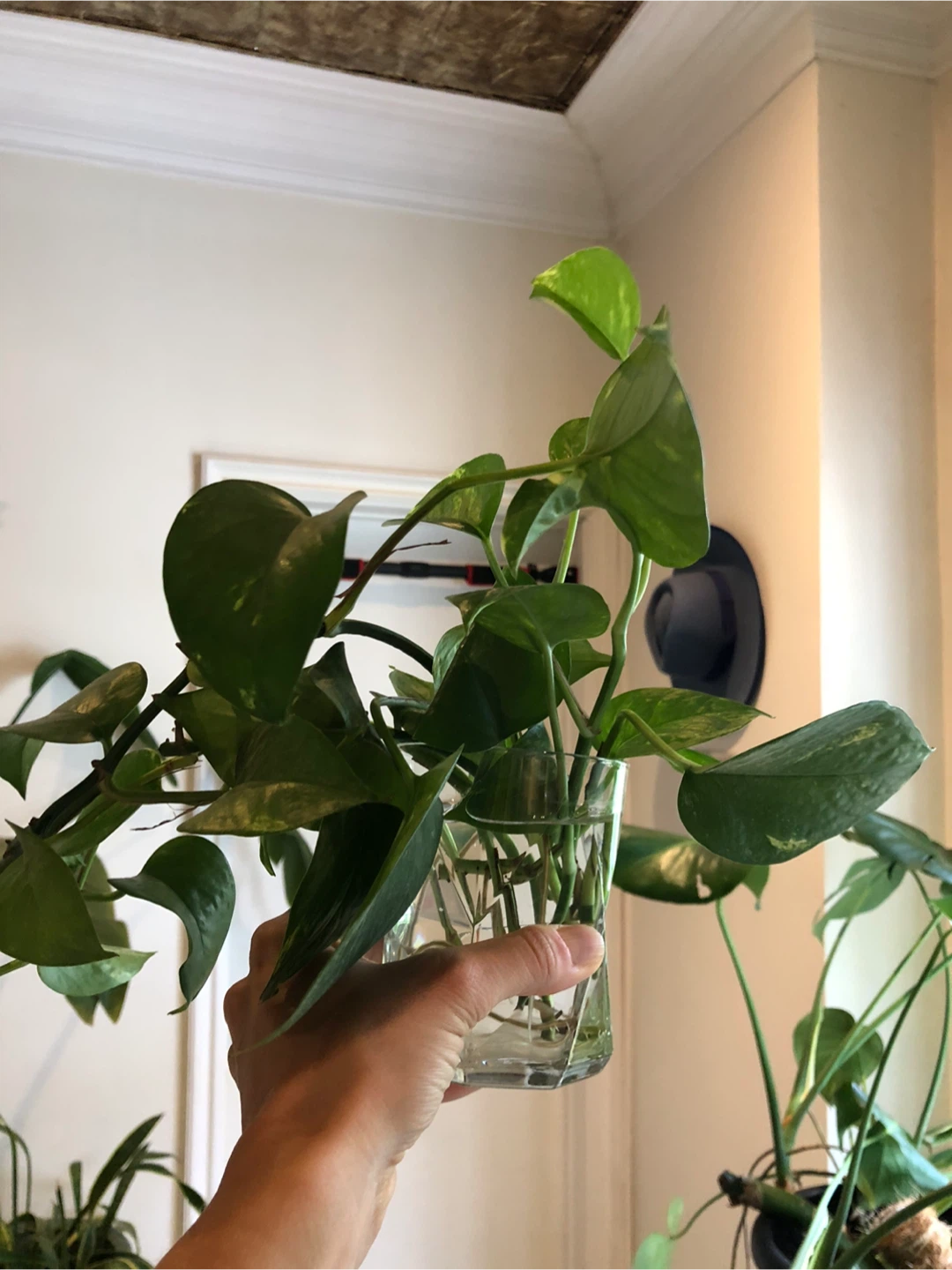 Potted Houseplants - photo 5