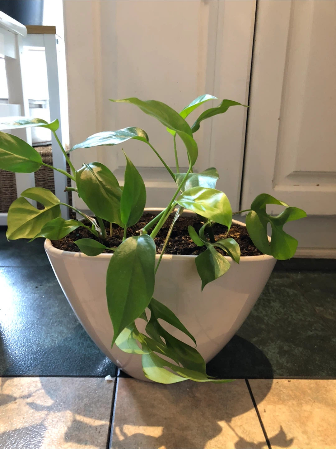 Potted Houseplants - photo 4