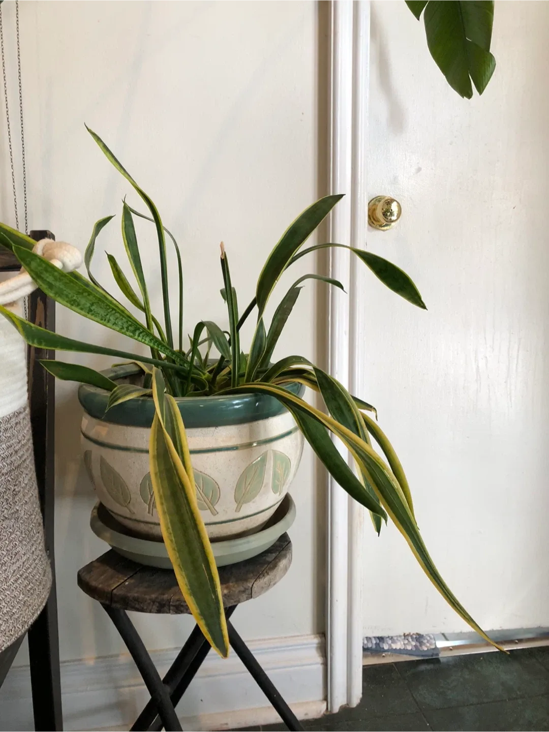 Potted Houseplants image indicator(7)