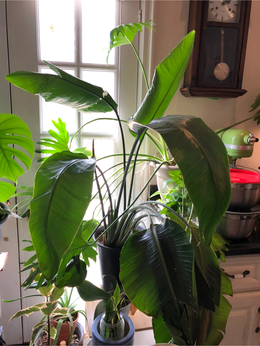 Potted Houseplants