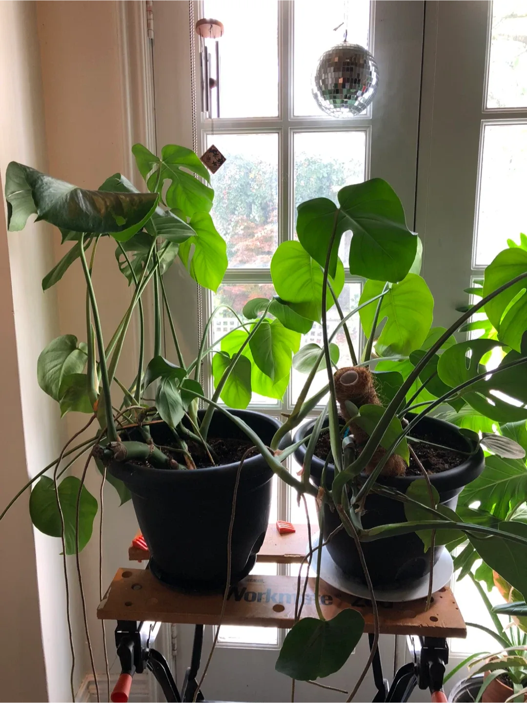 Potted Houseplants image indicator(6)