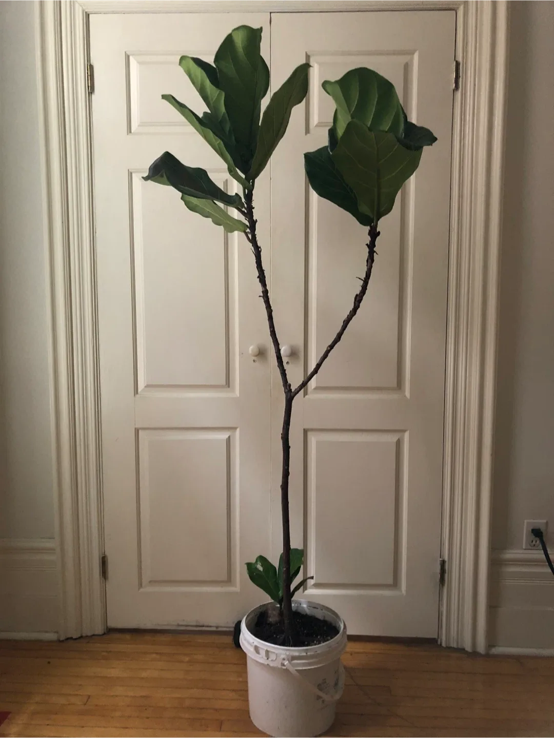 Indoor Plants image indicator(7)