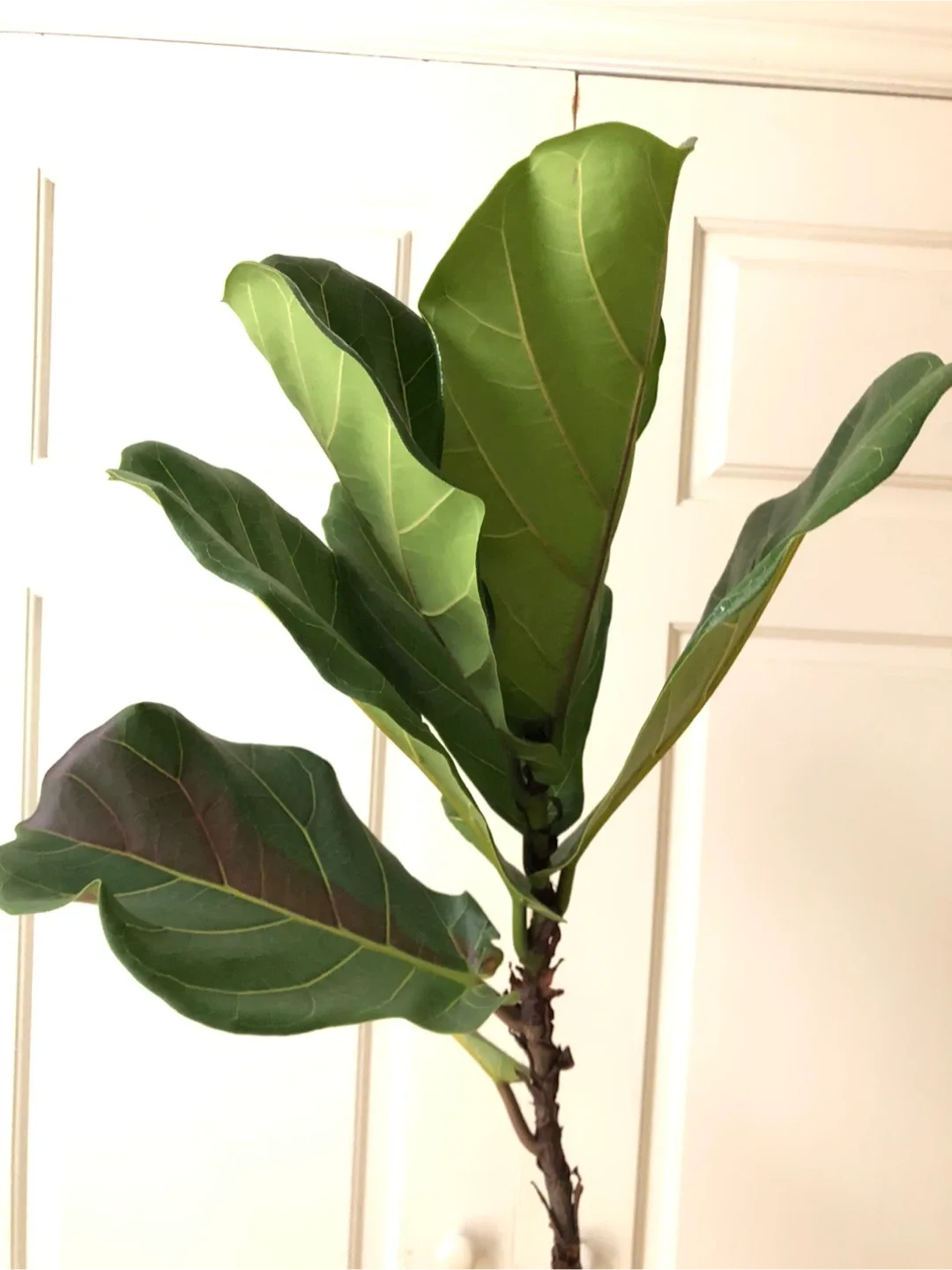 Indoor Plants image indicator(6)