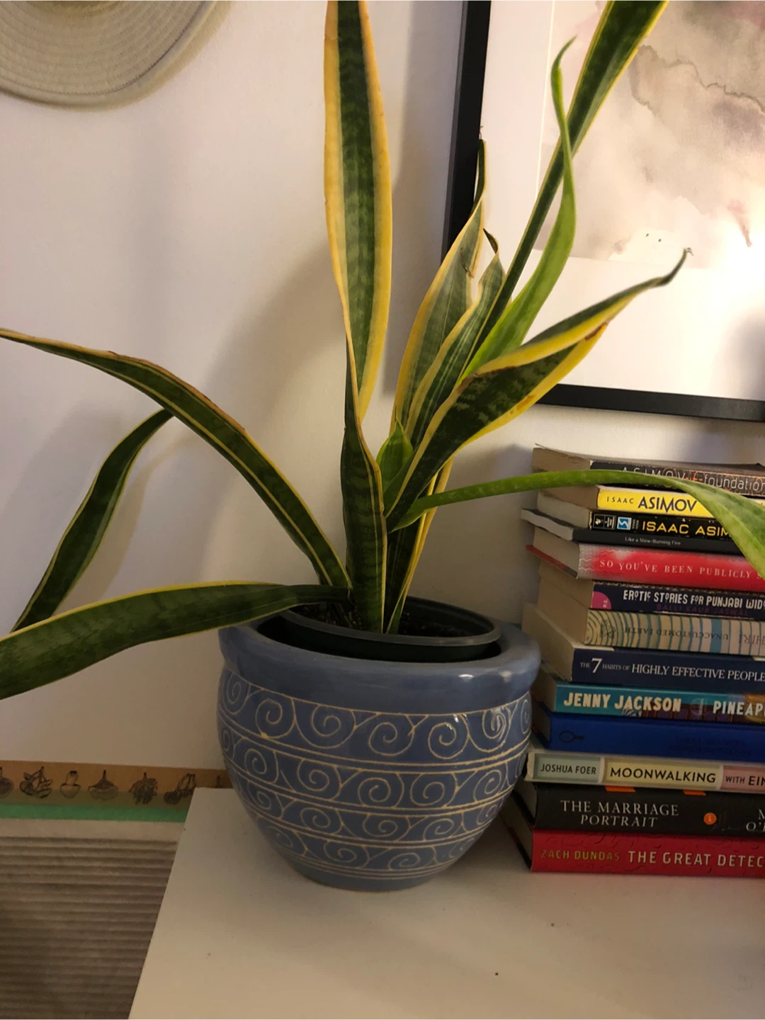 Indoor Plants - photo 2