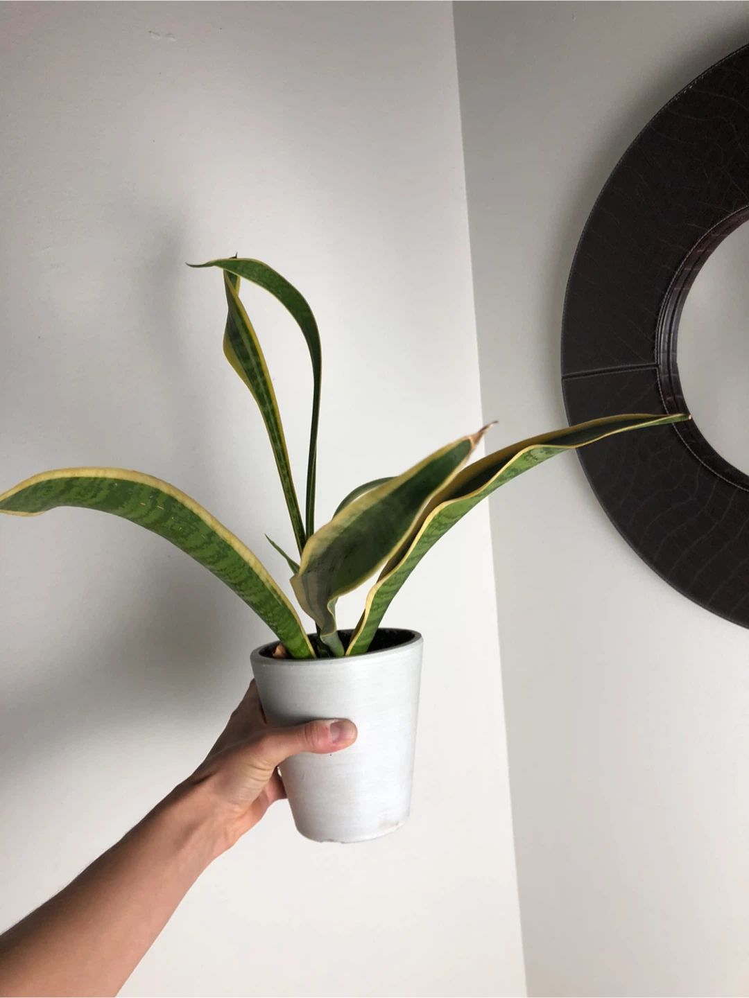 Indoor Plants - photo 3