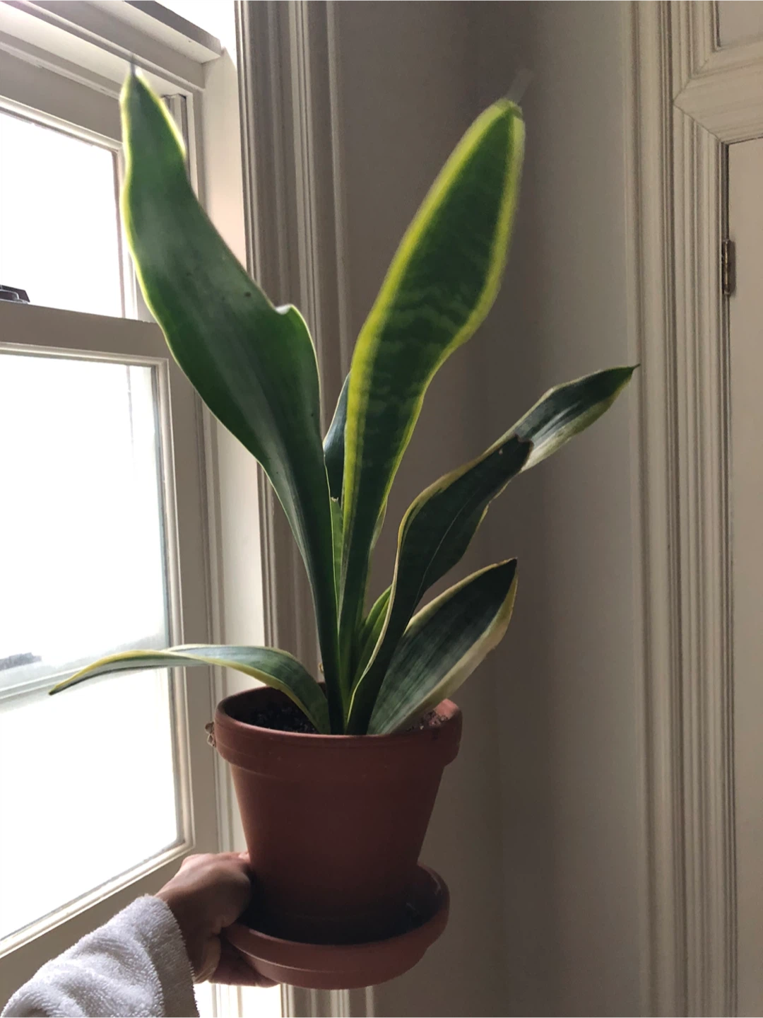 Indoor Plants - photo 4