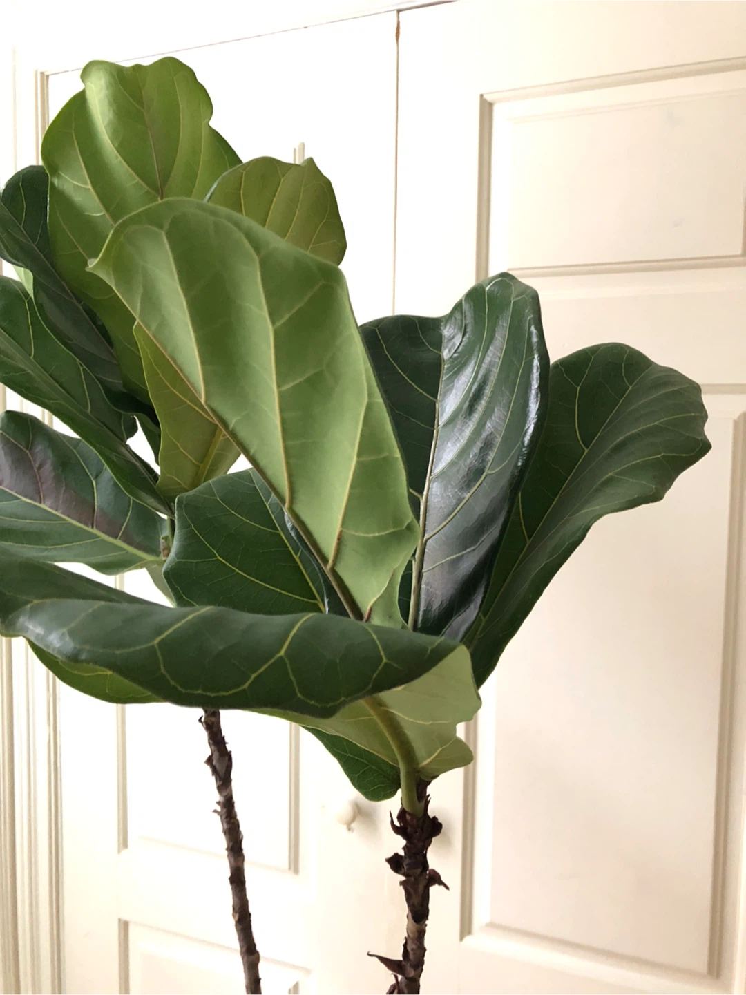 Indoor Plants - photo 5