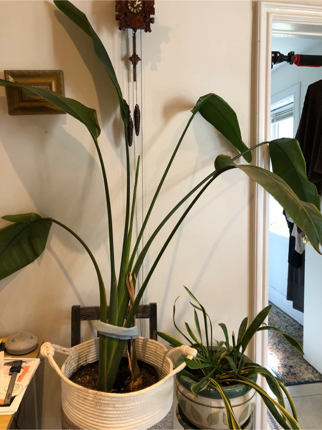 Indoor Plants