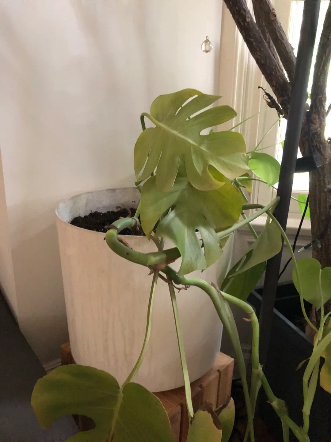 Indoor Plants image indicator(8)