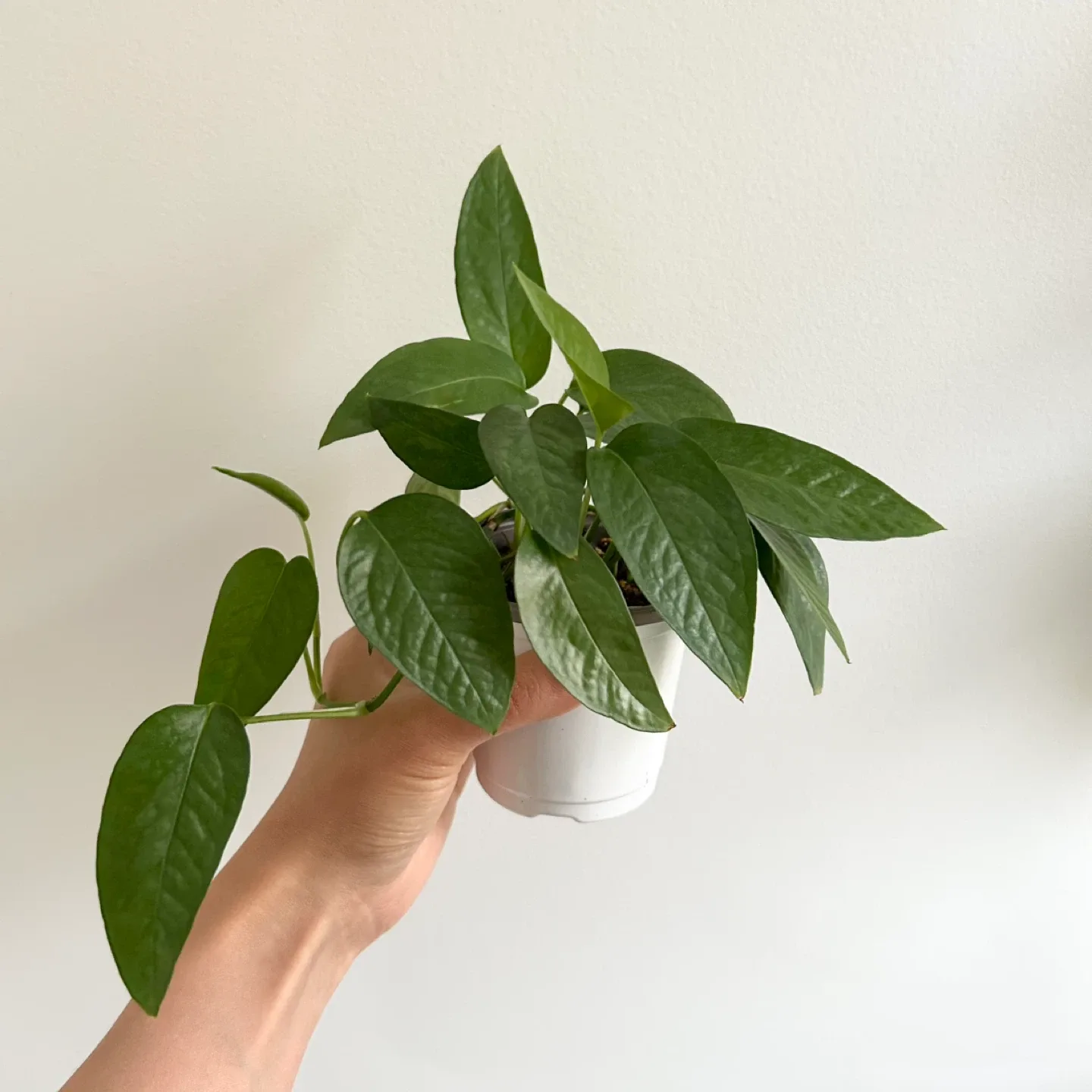 Cebu blue pothos image indicator(2)