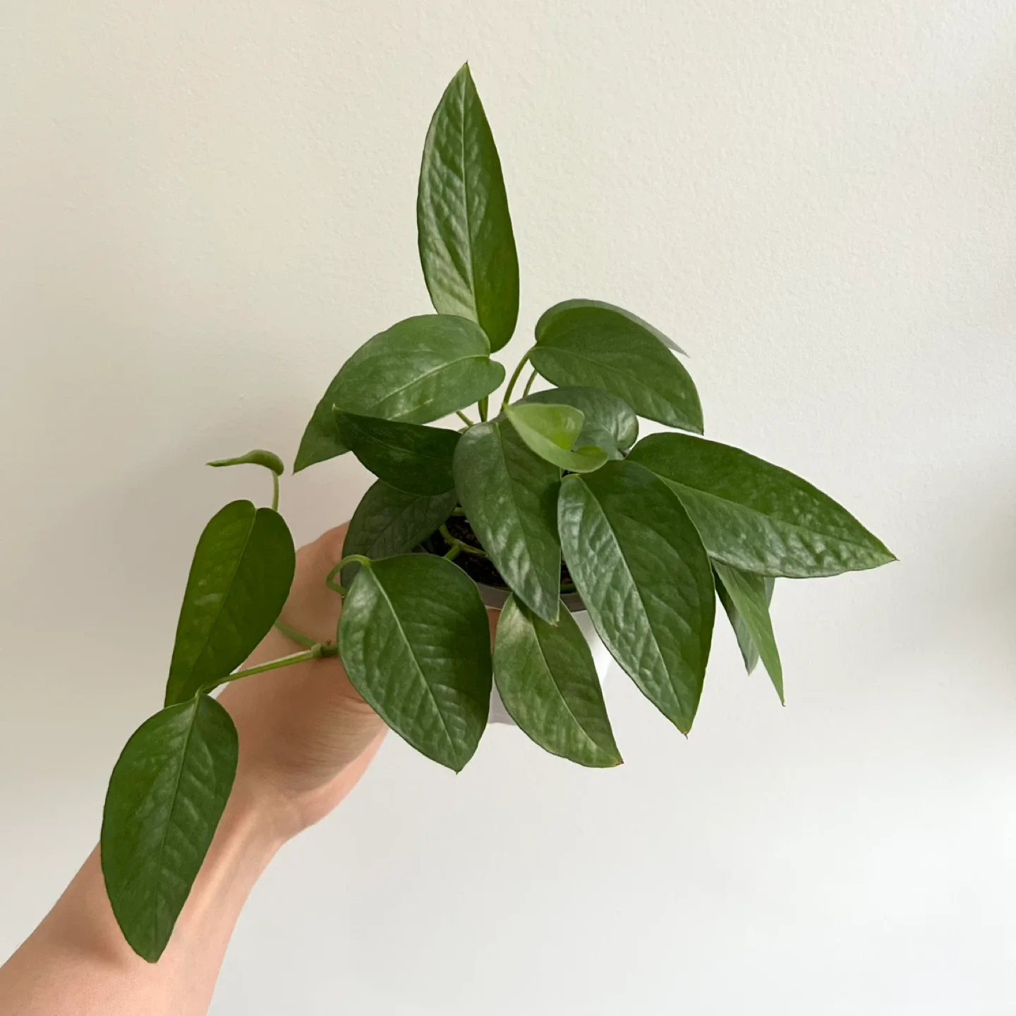 Cebu blue pothos thumbnail