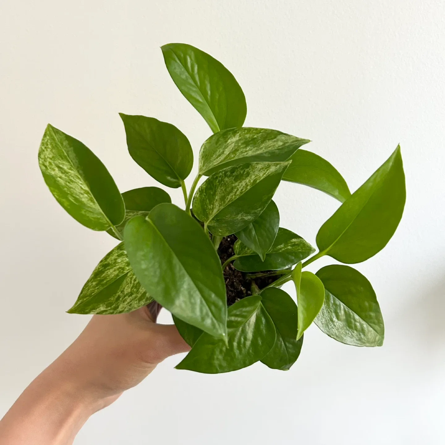 Marble queen pothos thumbnail