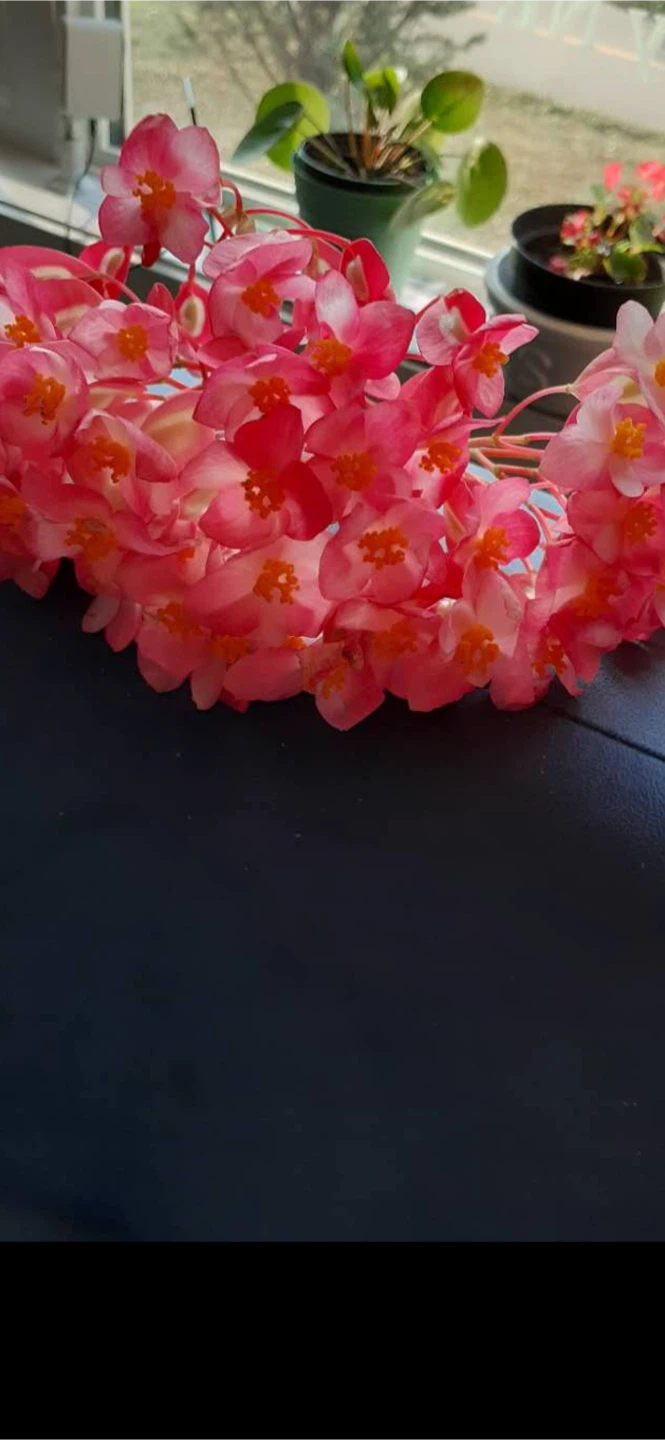 Begonia plant ( make an offer)
