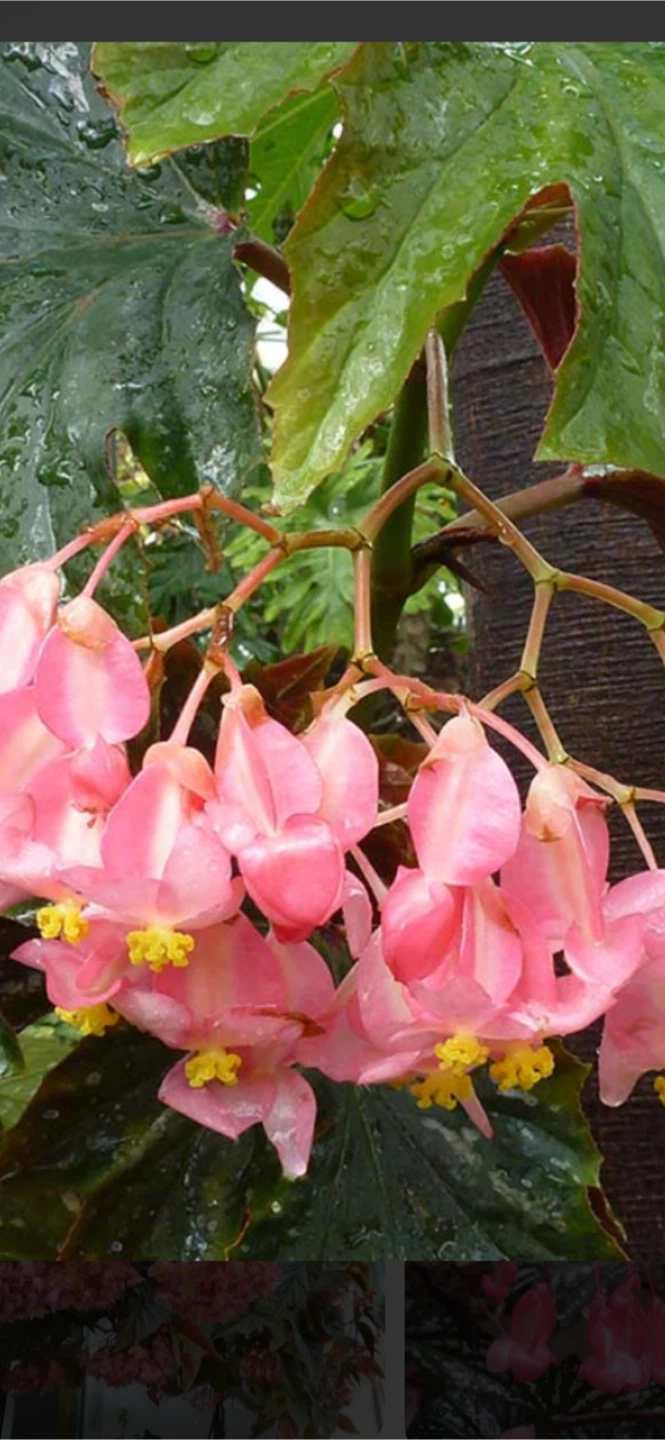 Begonia plant ( make an offer) - photo 3