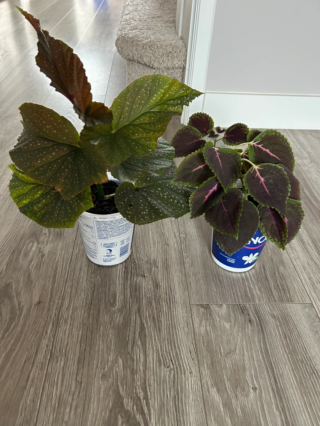 Begonia plant ( make an offer) - photo 2