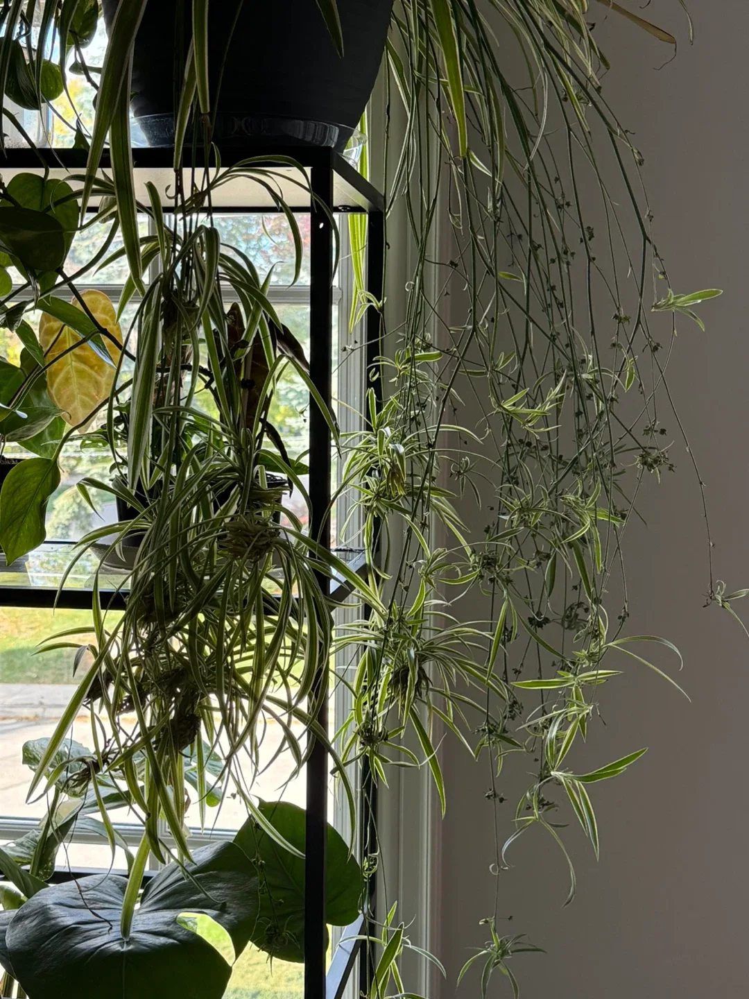 Spider Plant babbles image indicator(2)
