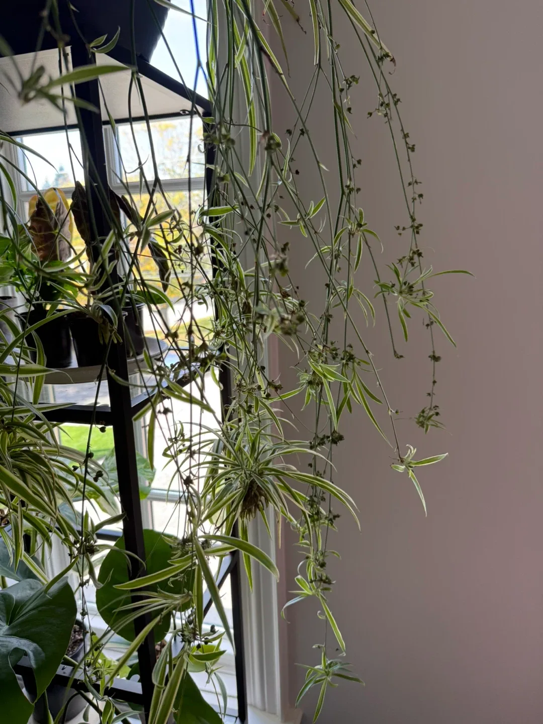 Spider Plant babbles image indicator(3)