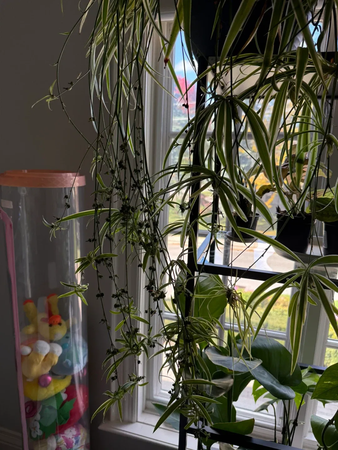 Spider Plant babbles image indicator(4)