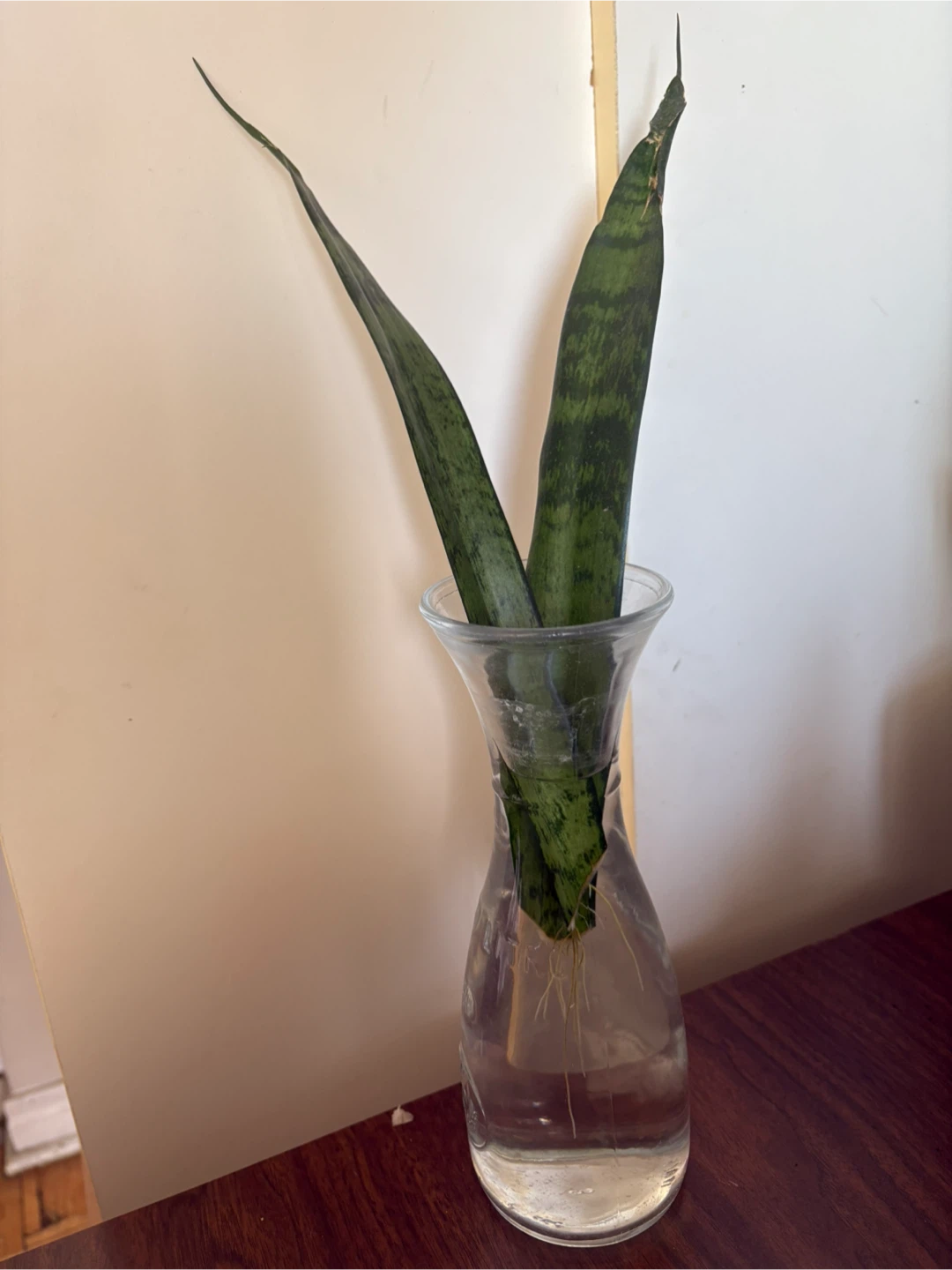Snake Plant in Glass Vase