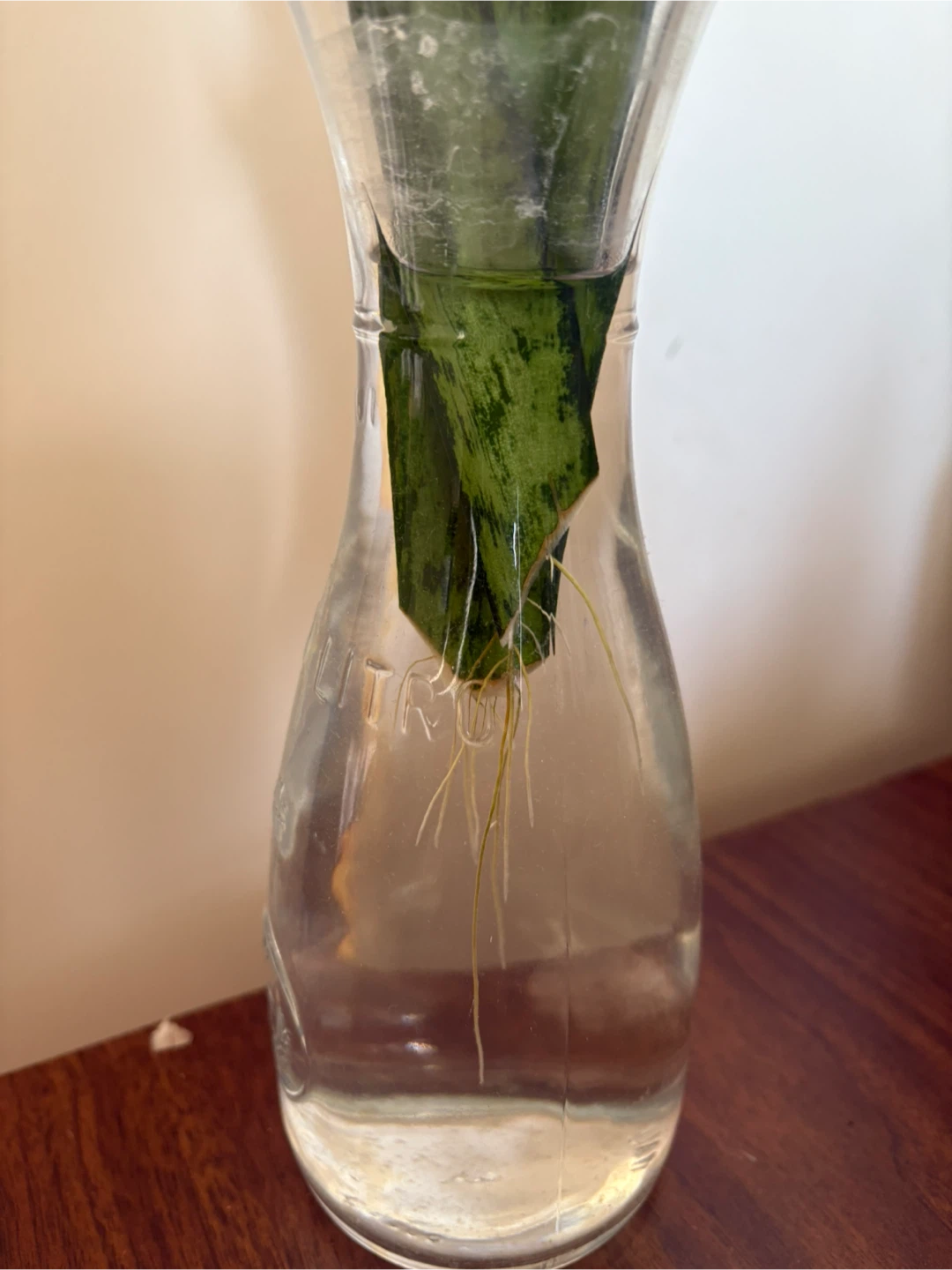 Snake Plant in Glass Vase - photo 2