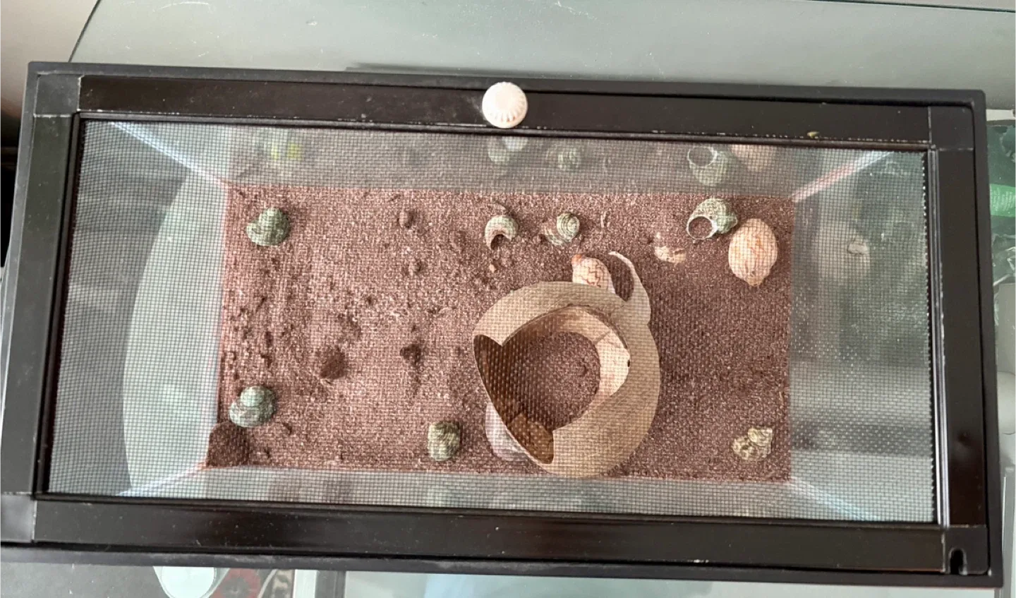 Hermit Crab Terrarium with Accessories image indicator(2)