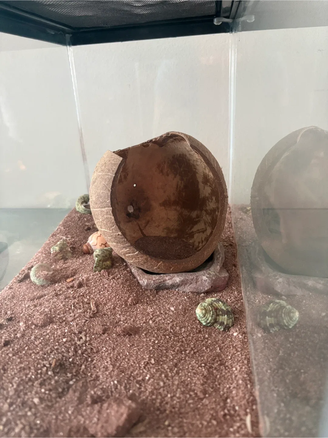 Hermit Crab Terrarium with Accessories image indicator(3)