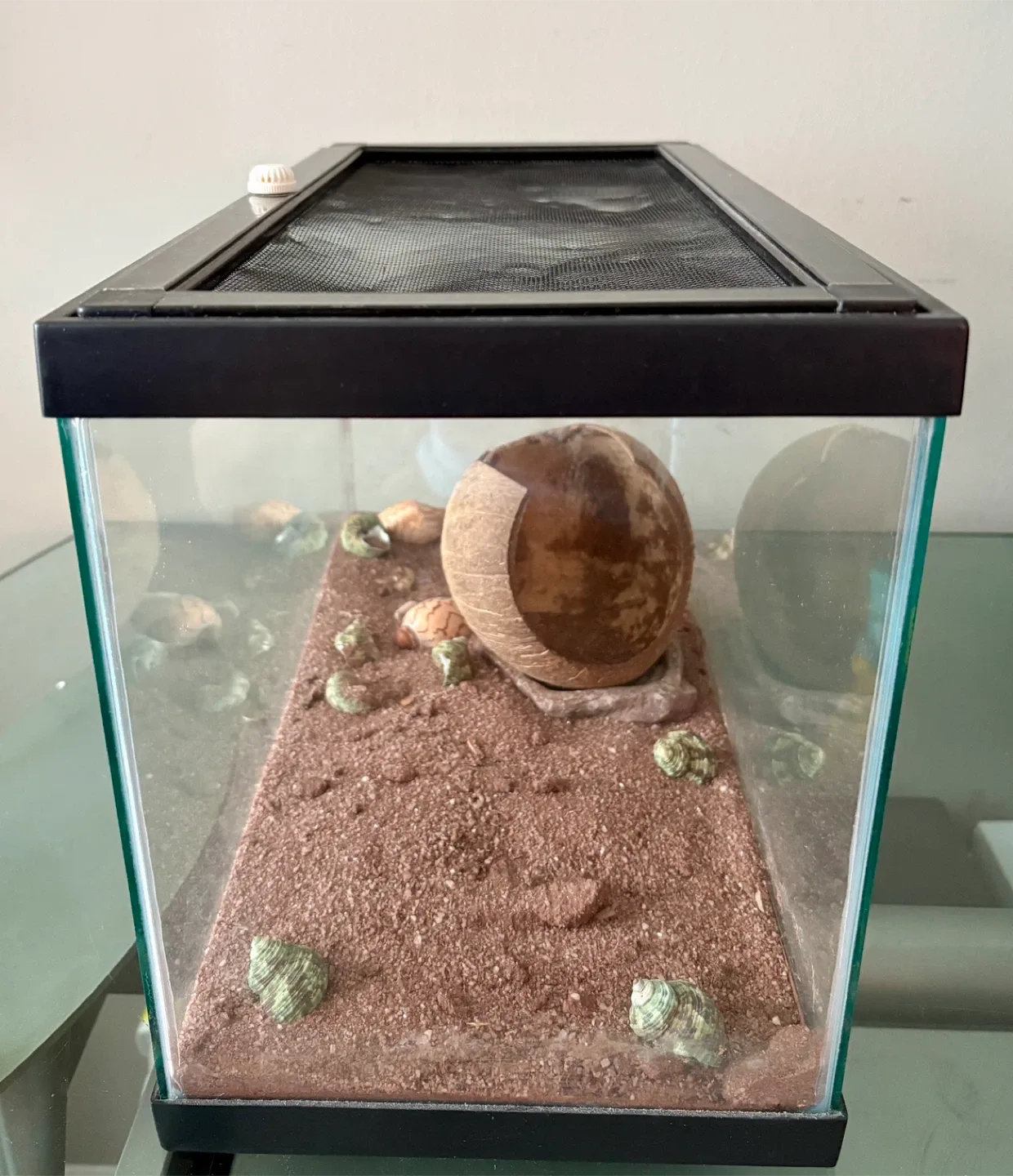 Hermit Crab Terrarium with Accessories image indicator(4)