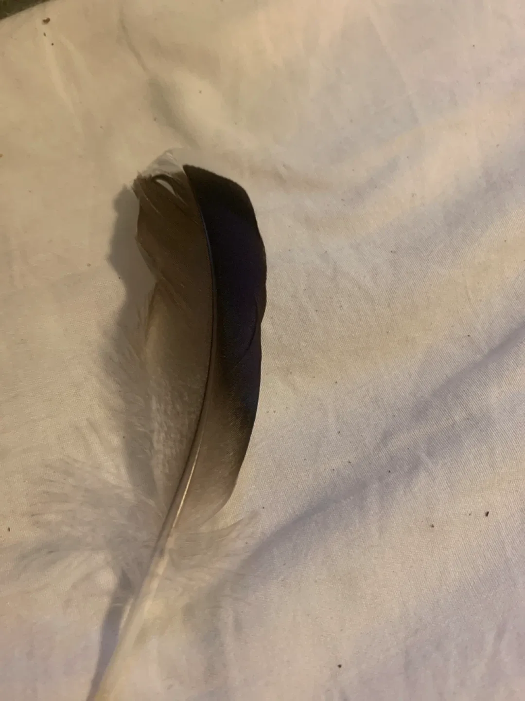 Feather collection image indicator(2)