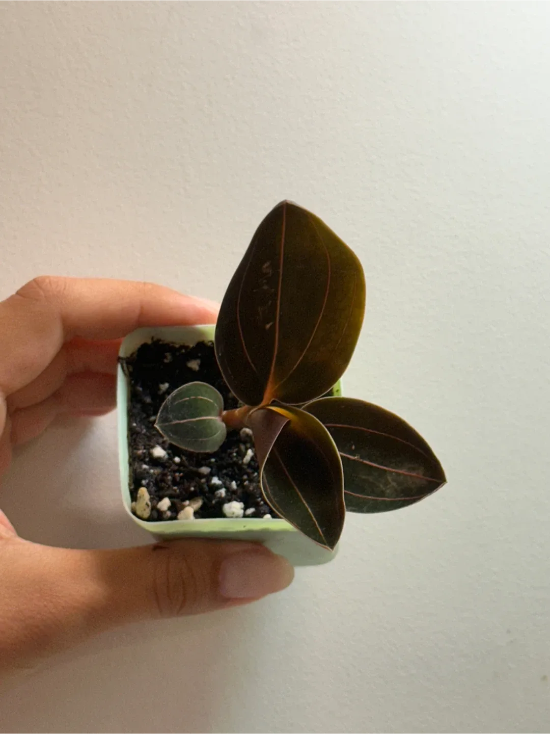 Ludisia Discolor Plant thumbnail