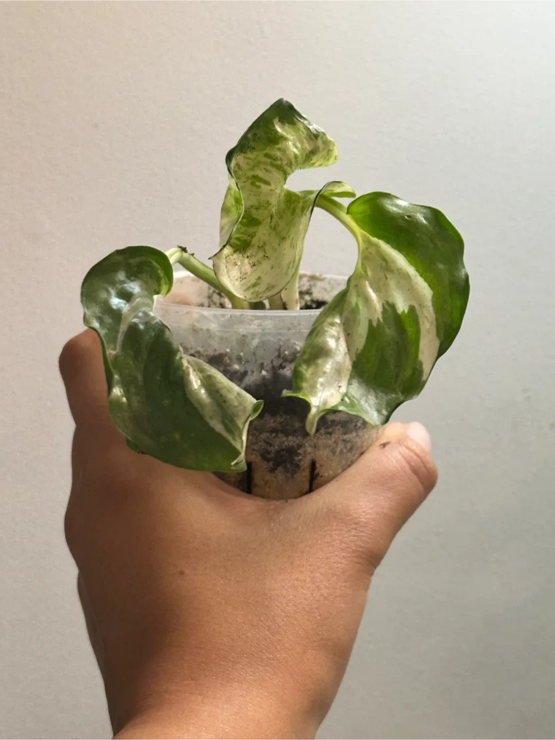 Manjula Pothos Plant image indicator(2)