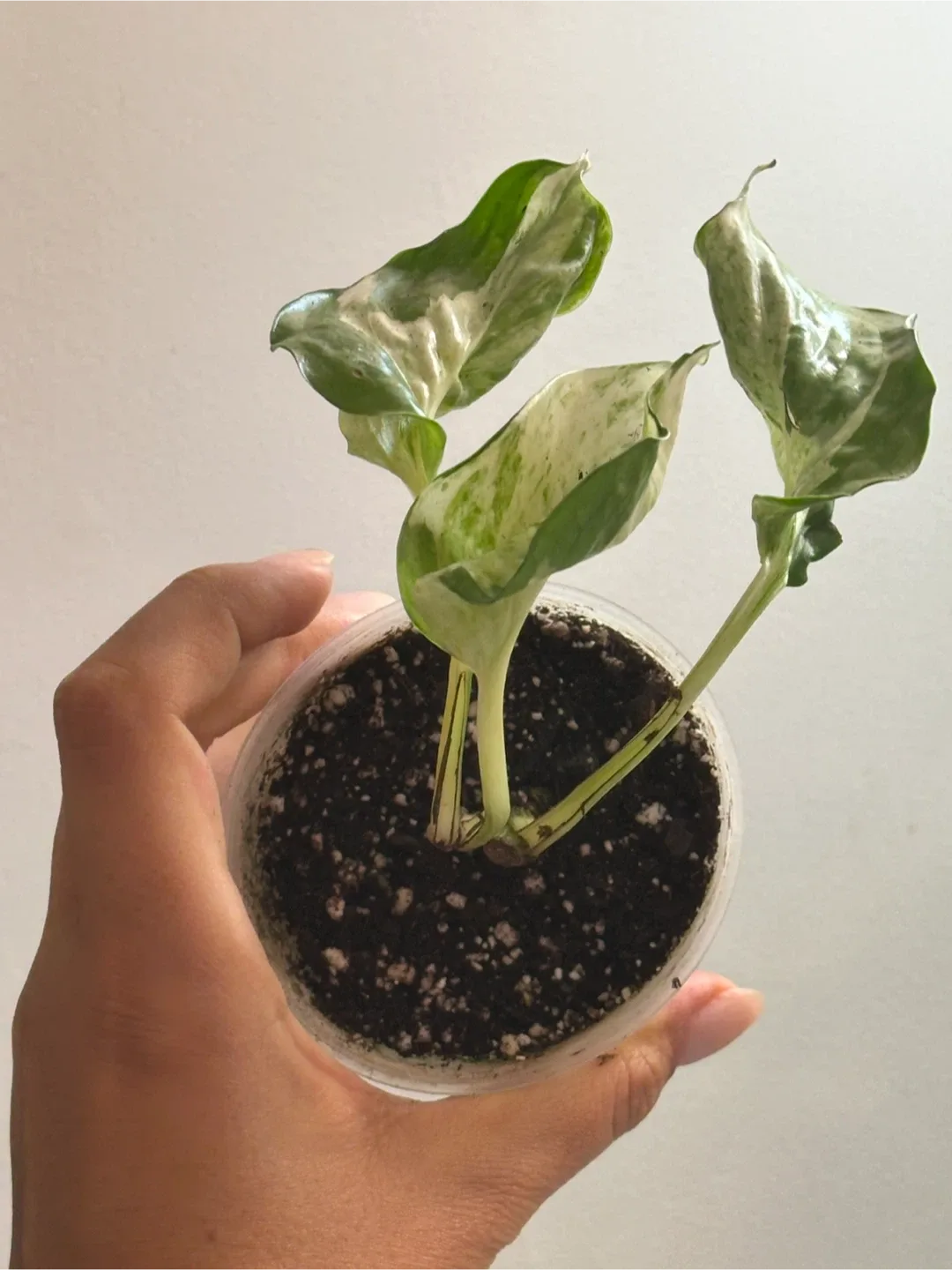 Manjula Pothos Plant thumbnail