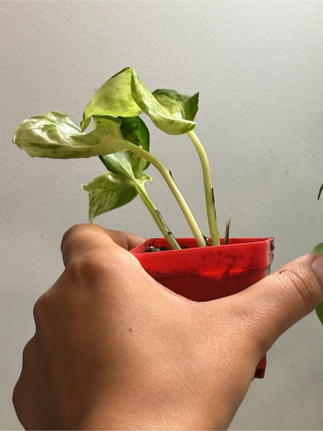 Manjula Pothos Plant image indicator(4)