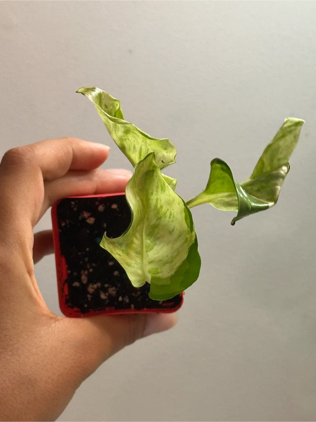 Manjula Pothos Plant image indicator(3)